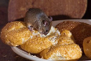 Rodent eating bread