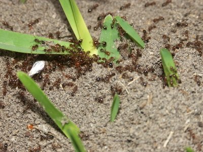 Ant Control Myths