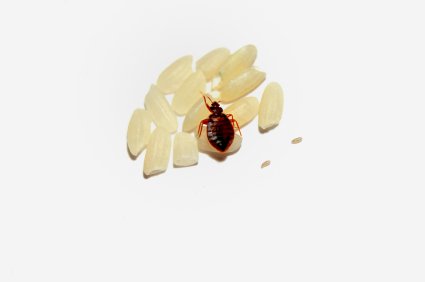 Bed Bug on a pile of rice
