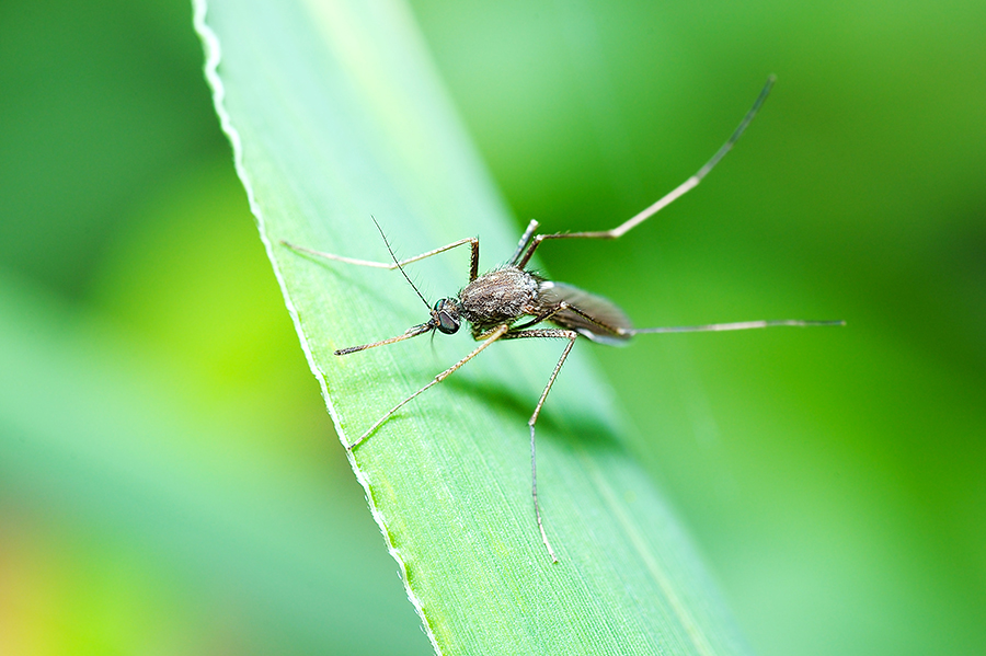How To Make Your Yard Mosquito Free