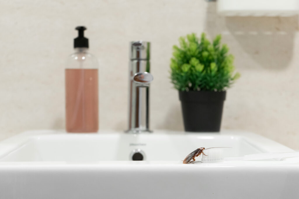 Common bathroom bug the cockroach on a sink