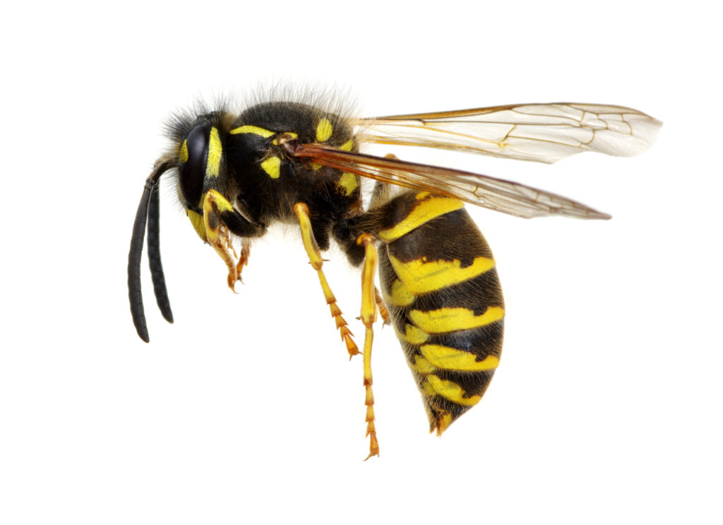 an image of a wasp