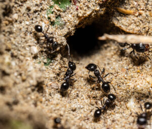The Ant Battleground - Georgia's Ant Species and Effective Solutions