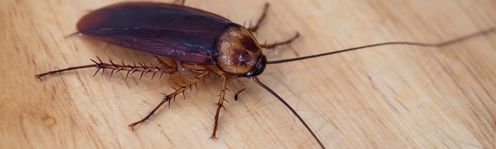 Cockroach Pest Control